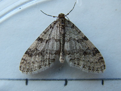 Early Tooth-striped